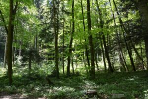 Forêts
